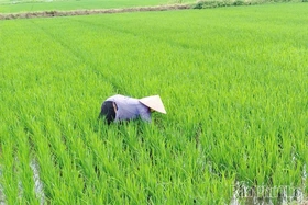 Chủ động phòng trừ sâu bệnh hại cây trồng vụ mùa