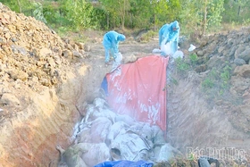 Thành lập 210 chốt kiểm dịch phòng, chống bệnh Dịch tả lợn Châu Phi