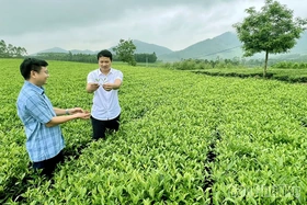 Xã Đồng Lương khơi dậy tiềm năng từ cây chè