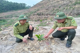 Toàn tỉnh trồng mới rừng tập trung vượt kế hoạch đề ra