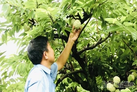 Câu chuyện về na dai Bồ Lý