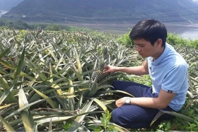 Lai Châu phát triển nông nghiệp hàng hóa theo hướng bền vững