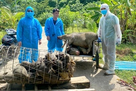 Xã Thung Nai linh hoạt trong phòng chống, xử lý dịch tả lợn châu Phi
