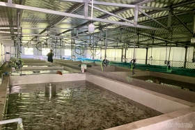 Cá tầm ngoại tràn lan, người nông dân điêu đứng