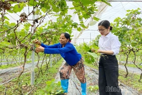 Hiệu quả từ mô hình trồng nho Hạ đen xen canh rau má