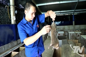 Nuôi dúi - hướng mở cho kinh tế nông thôn