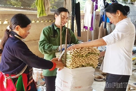 Phát triển nông, lâm nghiệp gắn chuỗi giá trị ở vùng đồng bào dân tộc và miền núi