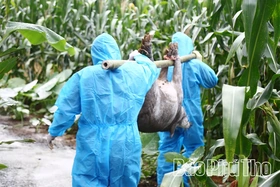 Người chăn nuôi Cao Phong lao đao vì dịch tả lợn châu Phi