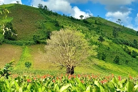 Mùa hoa dong riềng bên núi Chư Đang Ya
