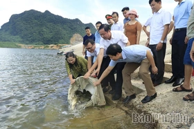 Thả 1 tấn cá giống tại hồ Cánh Tạng