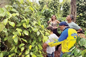 Du lịch liên tuyến “Hoa - Ðại ngàn - Biển xanh” hấp dẫn khách nước ngoài