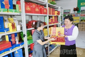 Đượm vị chè Đinh cao cấp Hoài Trung