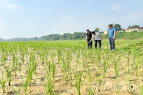 Phục tráng giống lúa nếp Gà Gáy ở Sơn Lương