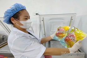 Phú Thọ: Xuất khẩu xoài cấp đông đầu tiên sang thị trường Hàn Quốc