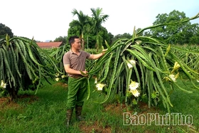 Cây thanh long đổi đời ở An Nghĩa