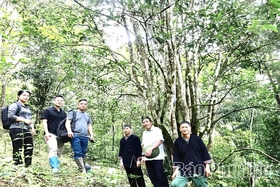 Đừng để vùng chè Shan Tuyết cổ thụ bị... lãng quên