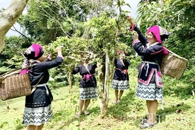 Kỳ 2 - Cấp thiết bảo tồn, phát huy giá trị nguồn nguyên liệu sạch, đặc biệt quý hiếm