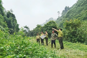 Xanh mãi những cánh rừng