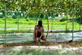 Thúc đẩy chuyển đổi số trong sản xuất nông nghiệp