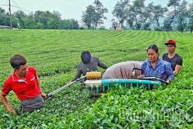 Xây dựng vùng nguyên liệu tập trung