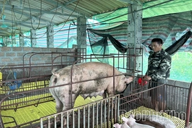 Người chăn nuôi điêu đứng sau dịch tả lợn châu Phi