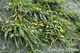 Giữ sắc lan rừng ở Khu bảo tồn thiên nhiên Ngọc Sơn - Ngổ Luông