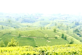 Phú Thọ đứng top đầu cả nước về diện tích, sản lượng chè