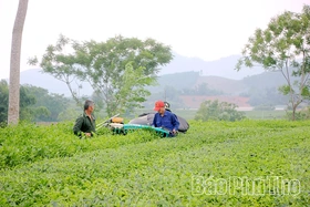 Nâng tầm giá trị, lan tỏa thương hiệu Chè Phú Thọ