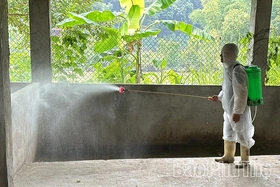 Phú Thọ có 31 xã, phường không phát sinh ổ dịch tả lợn châu Phi mới