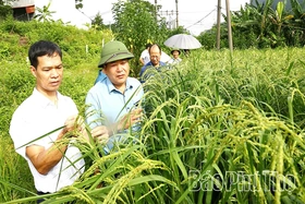 Khảo sát tiềm năng phát triển giống lúa nếp Gà gáy Mỹ Lung