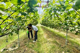 “Nho quý tộc” trĩu quả trên đất đồi cằn