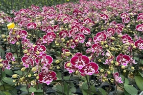 Tiên phong ứng dụng nông nghiệp công nghệ cao