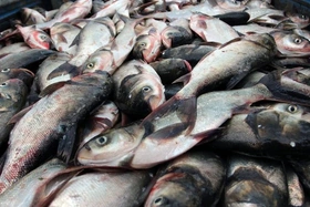 4 nhóm người cần hạn chế ăn cá mè để bảo vệ sức khỏe