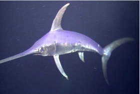 6 nhóm người cần thận trọng khi ăn cá biển