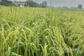 Xây dựng chỉ dẫn địa lý cho sản phẩm gạo nếp Gà Gáy Mỹ Lung