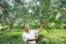 Nâng giá trị, vực danh tiếng bưởi đặc sản Bằng Luân