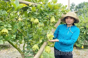 Làm giàu từ trồng phật thủ trên đất bãi sông Hồng
