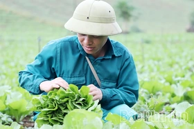 “Quyết sách” mở đường đưa Vân Sơn trở thành vùng sản xuất nông sản sạch