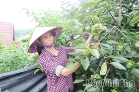 Trái ngọt từ vùng đất giữa