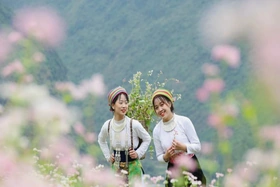 Du lịch Hà Giang tháng 12 - trải nghiệm mùa hoa rực rỡ trên cao nguyên đá