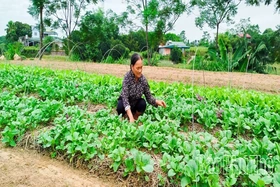 Thoát nghèo nhờ trồng rau an toàn