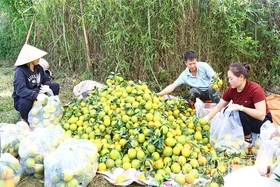 Nông nghiệp hướng tới giá trị cao