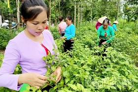 Chuyện khởi nghiệp từ những quả ớt rừng Phú Lương