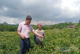 Vốn vay ưu đãi tạo động lực phát triển kinh tế