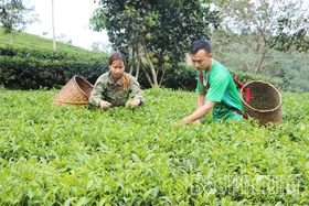 Ngọt ngào vị chè xanh Đất Tổ