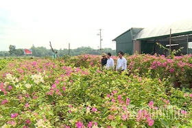 Sông Lô: Vươn mình thành đô thị ven sông