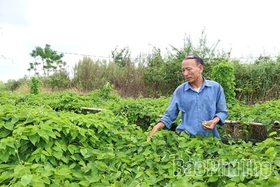 Phát triển kinh tế từ mô hình đa canh ở Sơn Đông