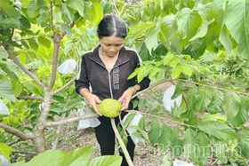 Sản xuất nông sản theo hướng hàng hóa