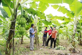 Đưa chuối lên đồi