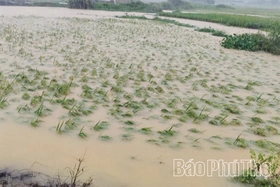 Xã Mường Bi: Sạt lở đường quản lý vận hành hồ Chù Bụa và thiệt hại 107ha lúa, hoa màu
